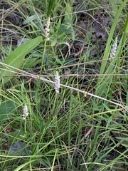 Polygala verticillata
