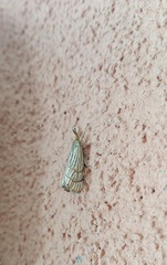 Chrysocrambus linetella