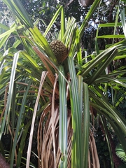 Pandanus solms-laubachii