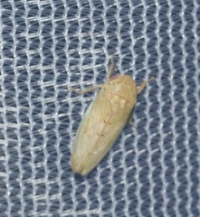 Polana quadrinotata