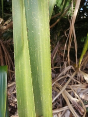 Pandanus solms-laubachii