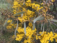 Acacia notabilis