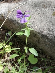 Viola disjuncta