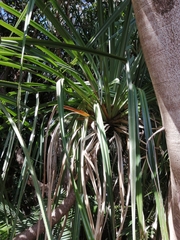 Pandanus solms-laubachii