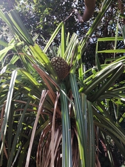 Pandanus solms-laubachii