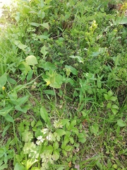 Aquilegia jucunda