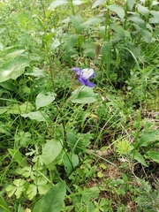 Aquilegia jucunda