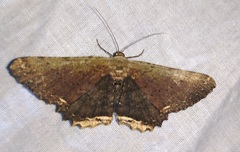 Ruttellerona pallicostaria