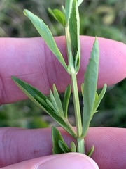 Mecardonia acuminata