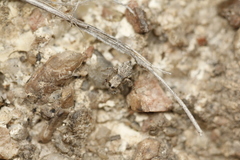 Habronattus hirsutus