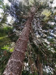 Eutacta