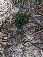 Eutacta