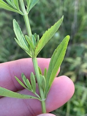 Mecardonia acuminata