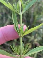 Mecardonia acuminata