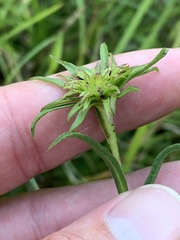 Eurybia hemispherica