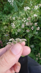Torilis japonica