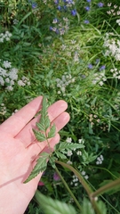 Torilis japonica