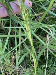 Eurybia hemispherica