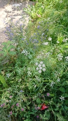 Torilis japonica