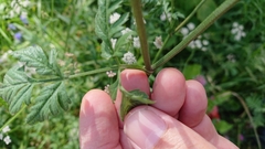 Torilis japonica