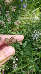 Torilis japonica