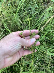 Eurybia hemispherica