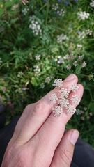 Torilis japonica