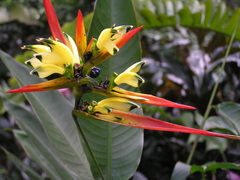 Heliconia hirsuta