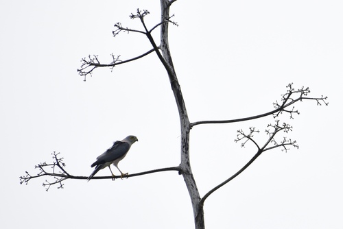Fiji Goshawk (Tachyspiza rufitorques), photo 4