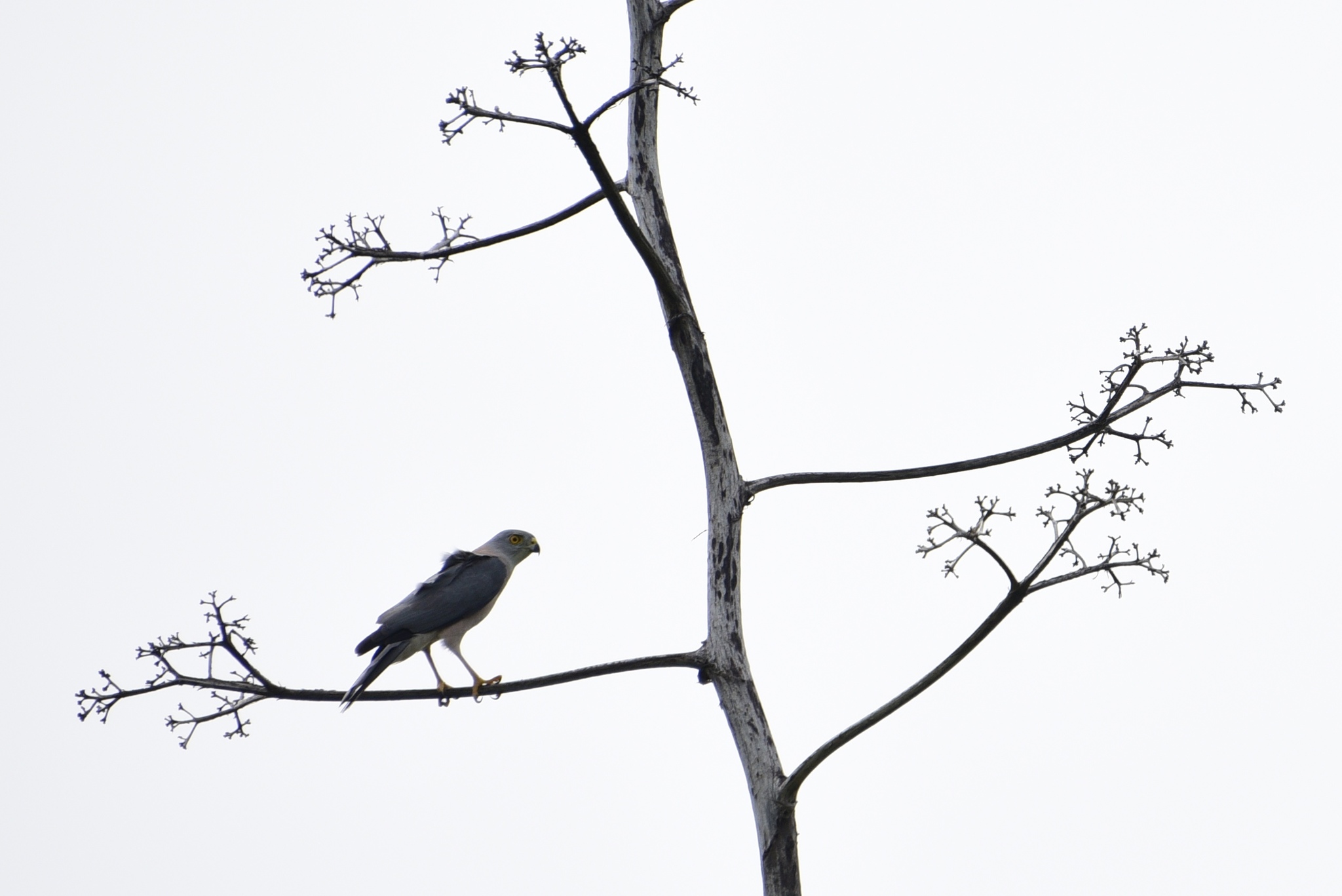 Fiji Goshawk illustration