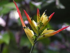 Heliconia hirsuta