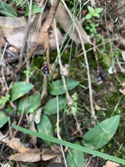 Chiloglottis diphylla