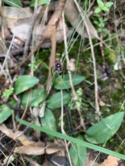 Chiloglottis diphylla