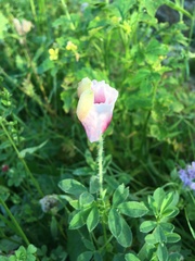 Papaver somniferum