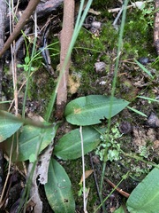 Chiloglottis diphylla