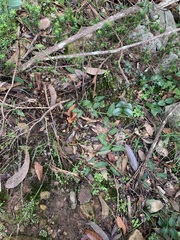 Chiloglottis diphylla