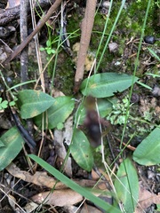 Chiloglottis diphylla