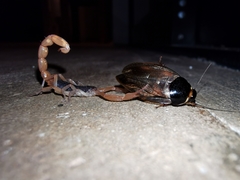 Centruroides ochraceus