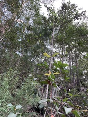 Chiloglottis diphylla