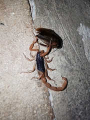 Centruroides ochraceus