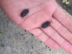Porcellio scaber