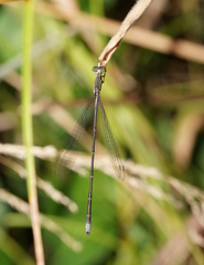 Rhadinosticta simplex