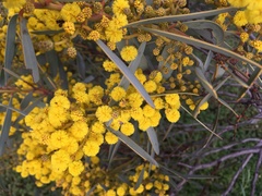 Acacia notabilis