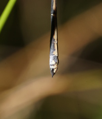 Rhadinosticta simplex