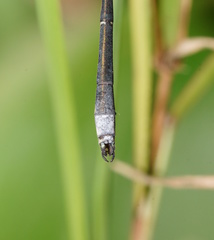 Rhadinosticta simplex