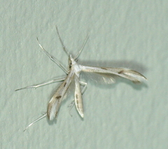 Platyptilia celidotus