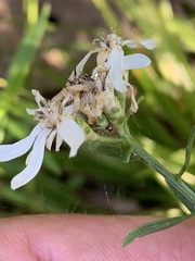 Sericocarpus linifolius