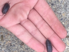 Porcellio scaber
