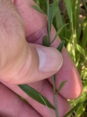 Sericocarpus linifolius