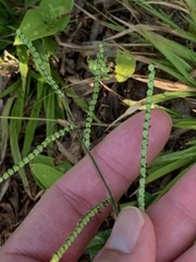 Paspalum laeve